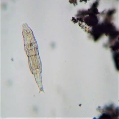 Philodina acuticornis odiosa