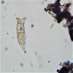 Philodina acuticornis odiosa