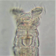 Philodina acuticornis odiosa