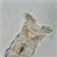 Philodina acuticornis odiosa