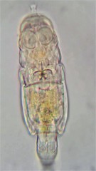 Philodina acuticornis odiosa