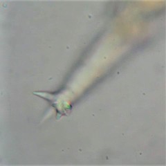 Philodina acuticornis odiosa