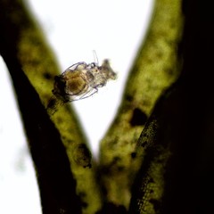 Philodina megalotrocha