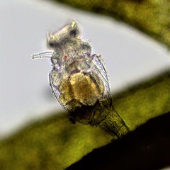 Philodina megalotrocha