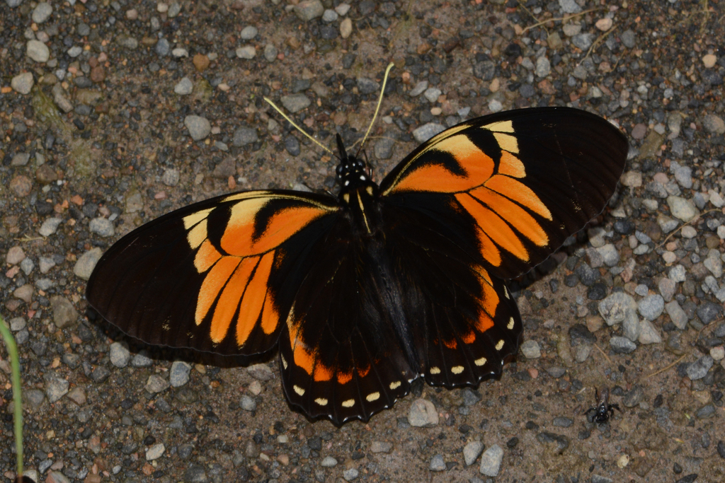 Papilio bachus