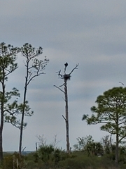 Haliaeetus leucocephalus leucocephalus