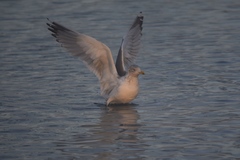 Larus argentatus