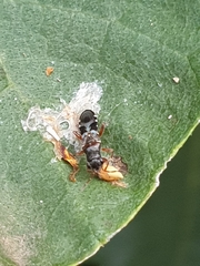 Trinithignus natalensis