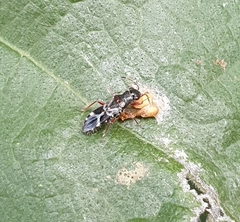 Trinithignus natalensis