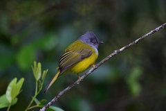 Culicicapa ceylonensis