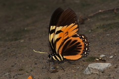 Papilio bachus