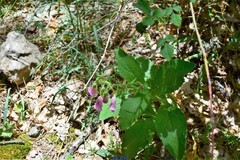 Digitalis purpurea purpurea