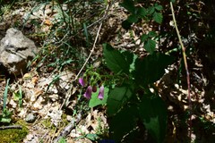 Digitalis purpurea purpurea