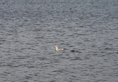 Chroicocephalus ridibundus