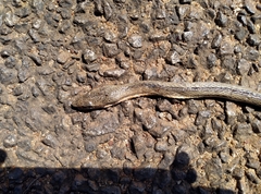 Psammophis sibilans