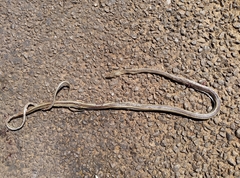 Psammophis sibilans