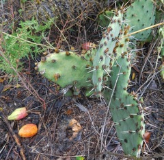 Opuntia mackensenii