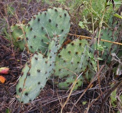 Opuntia mackensenii