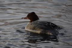 Mergus merganser