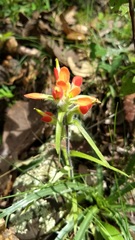 Castilleja scorzonerifolia