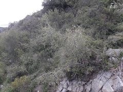 Kageneckia lanceolata