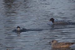 Mergus merganser