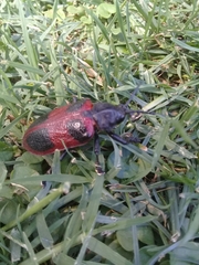 Coraliomela quadrimaculata