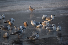 Larus argentatus