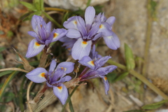 Moraea mediterranea