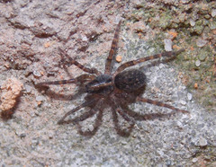 Lobizon