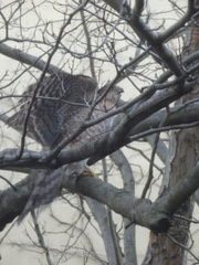 Accipiter cooperii
