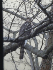 Accipiter cooperii
