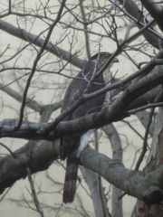 Accipiter cooperii