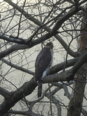 Accipiter cooperii
