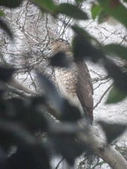 Accipiter cooperii