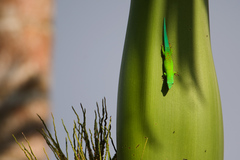 Andaman Day Gecko photo 1
