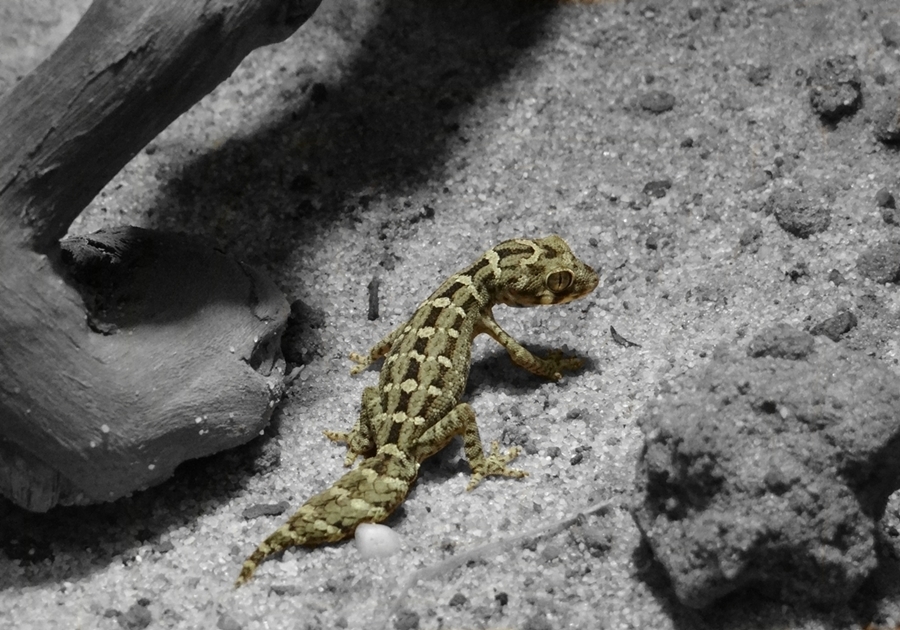 Carrot-tail Viper Gecko
