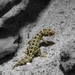Hemidactylus imbricatus - Photo (c) Kaliumperoxid，保留部份權利CC BY