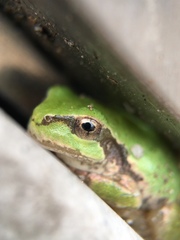 Hyla japonica