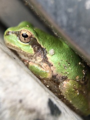 Hyla japonica