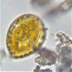 Surirella ovalis