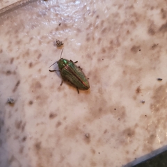 Buprestis striata