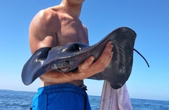 Pteroplatytrygon violacea