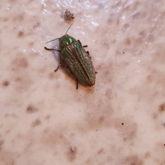 Buprestis striata