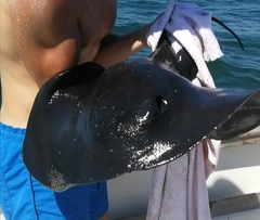 Pteroplatytrygon violacea