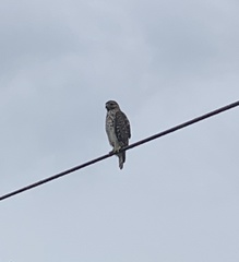 Buteo lineatus