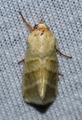 tobacco budworm scientific name Moth Rose: Tobacco budworm | Hortsense