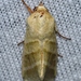 Heliothis virescens - Photo (c) Andy Reago & Chrissy McClarren,  זכויות יוצרים חלקיות (CC BY)