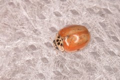 Adalia decempunctata