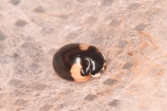 Adalia decempunctata